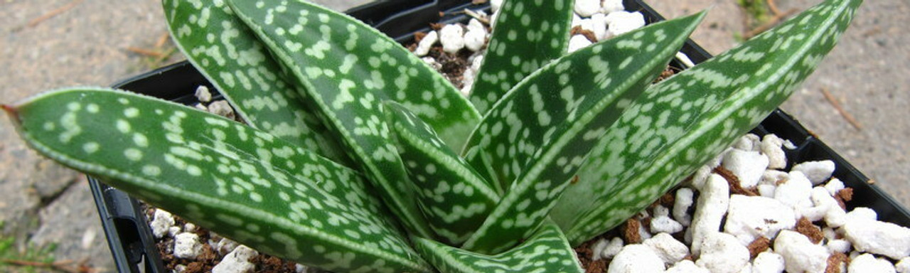 Gasteria